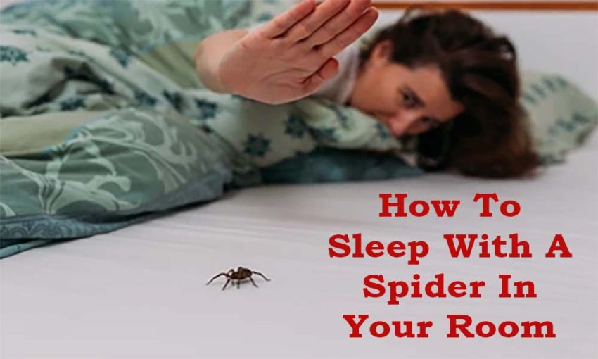 How To Sleep With A Spider In Your Room