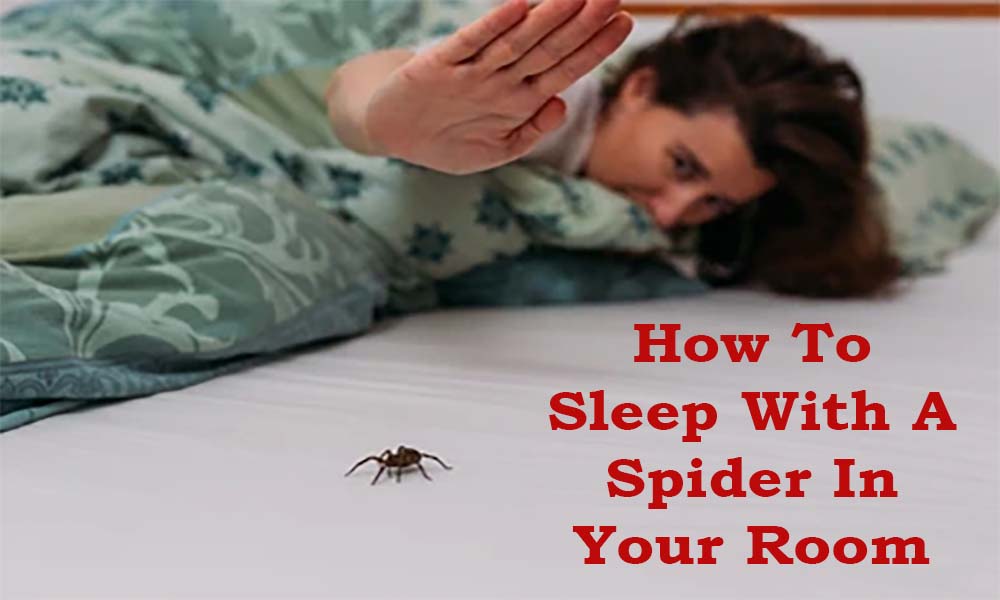 How To Sleep With A Spider In Your Room? The Daily Manchester