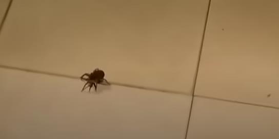 Is It Safe To Sleep With A Spider In Your Room