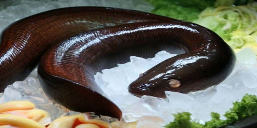 Is Eel Halal