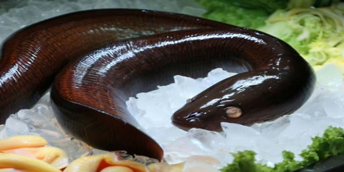 is-eel-halal-the-ultimate-guide-to-eating-halal-eel-safely