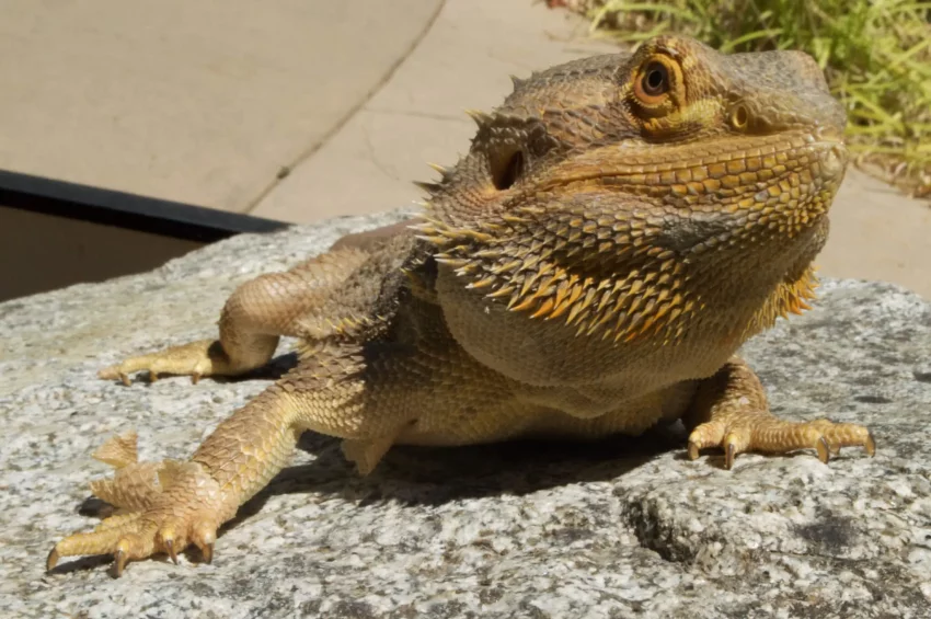 Do Bearded Dragons Regrow Limbs