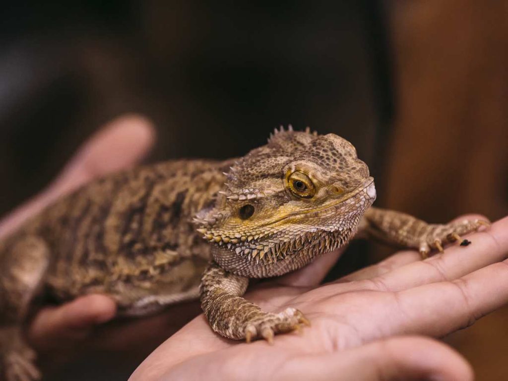 How Can Bearded Dragons Lose Their Tails