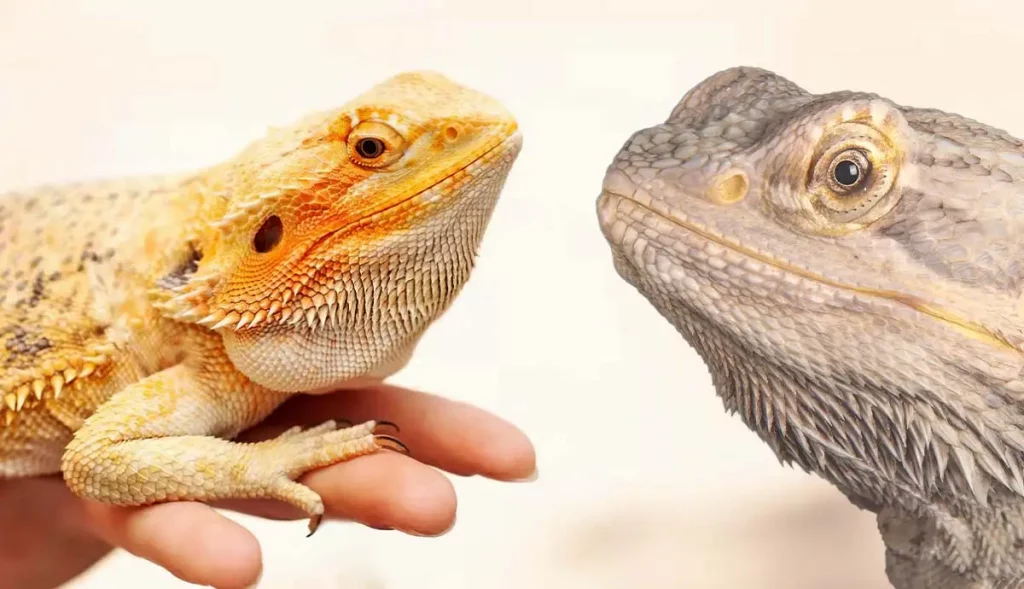 What Are the Different Species of Bearded Dragons