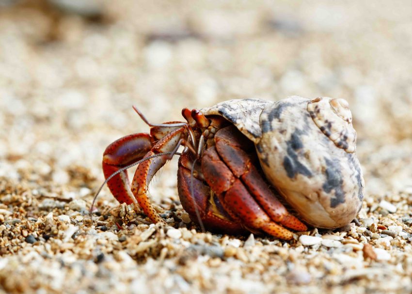 Do Crabs Grow New Shells