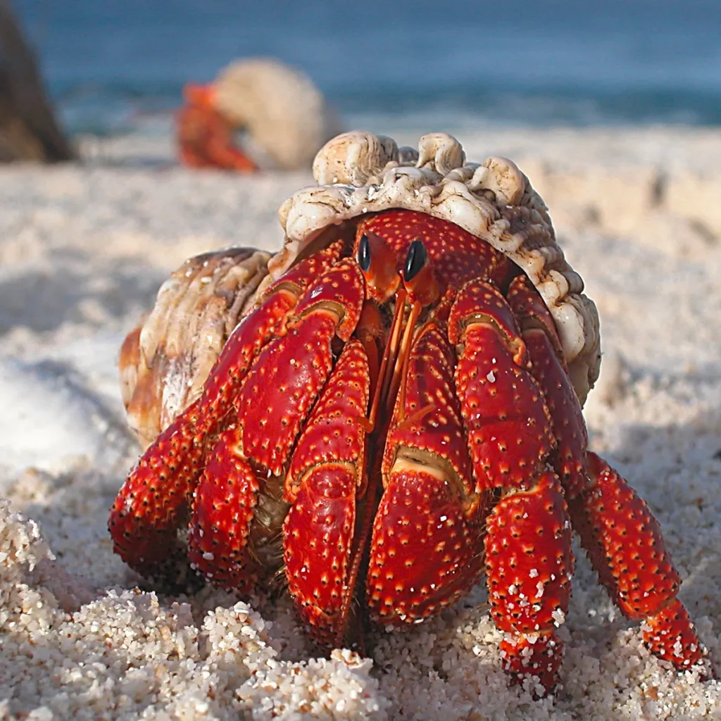 Anatomy of a Crab's Shell