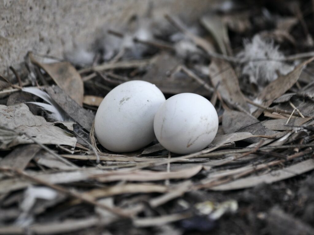 General Characteristics of a Pigeon Egg