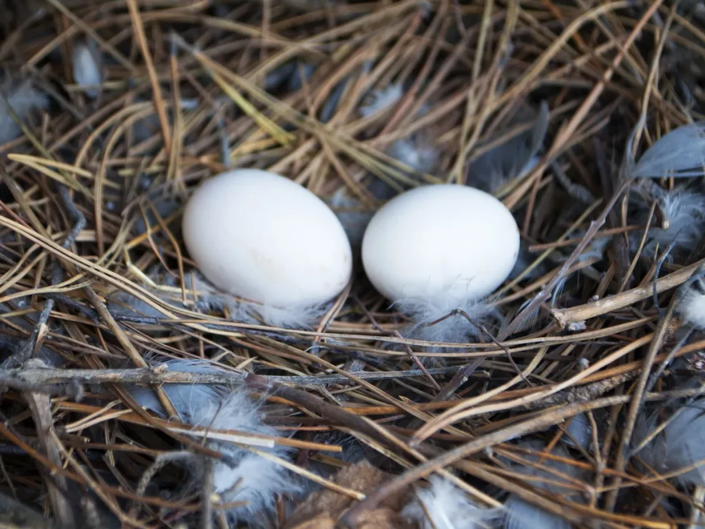 Optimal Incubation Techniques for Pigeon Eggs