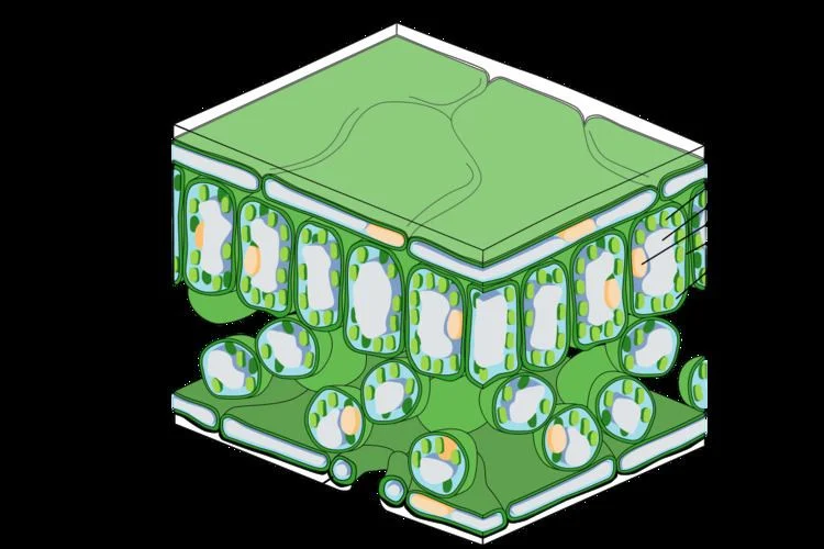 How Is A Palisade Cell Adapted To Its Function