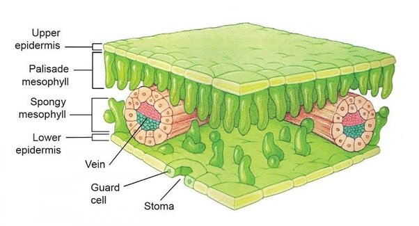 Where Are The Palisade Mesophyll Cells Located