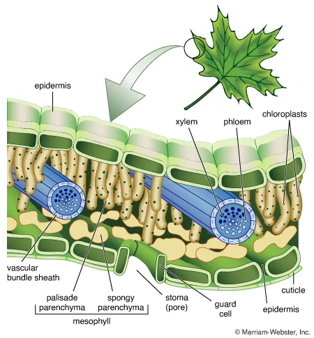 How Do Palisade Cells Regulate Gas Exchange for Photosynthesis