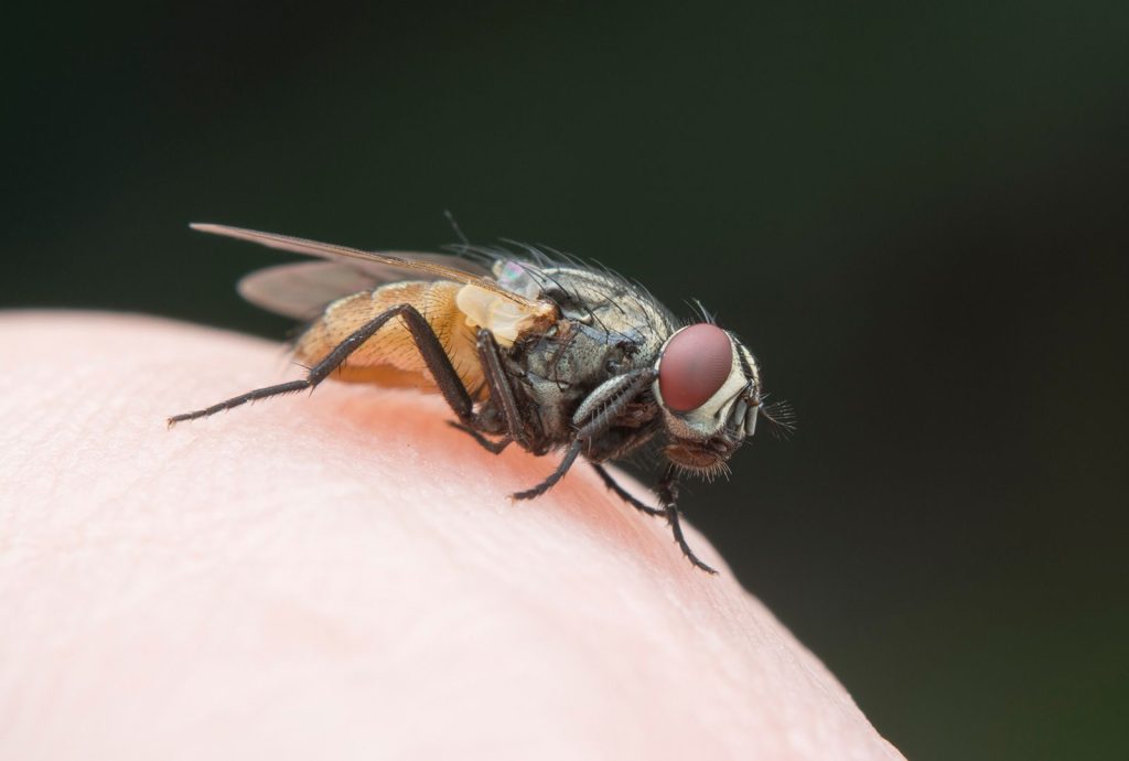 What Are the Most Common Types of Flies That Follow People