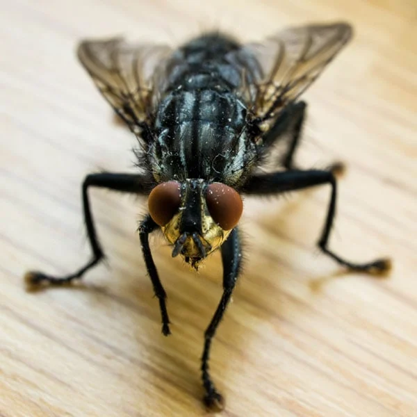 How to Keep Flies Away From Your Home