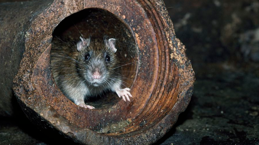 Preventing Rat Infestation in Drains