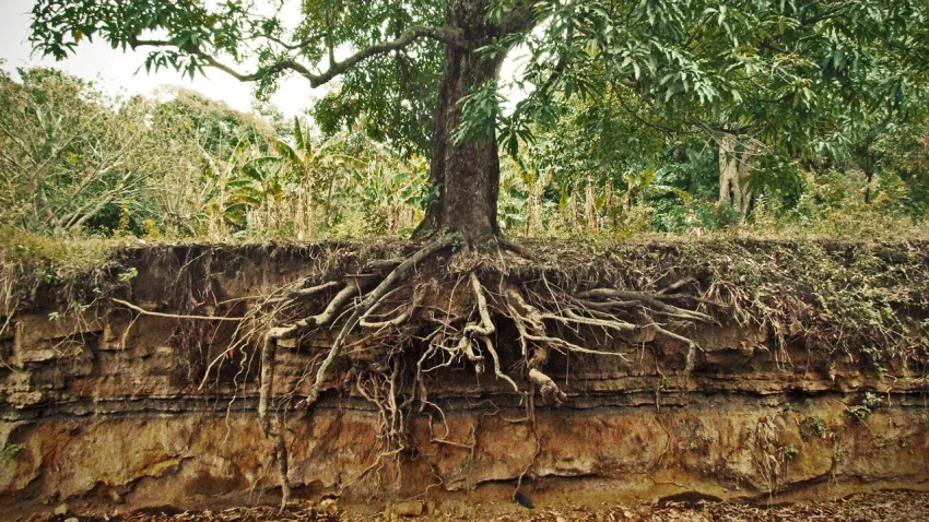 Understanding the Impact of Tree Roots and Best Practices for Commercial Buildings