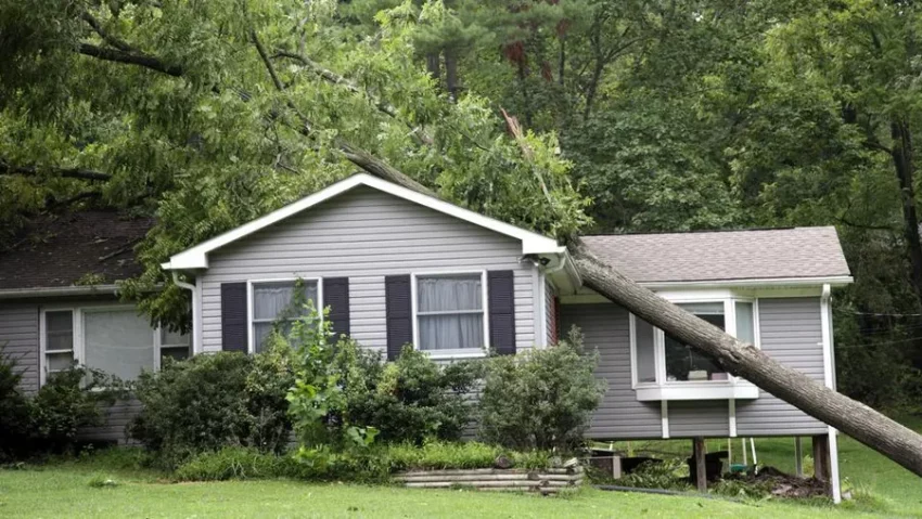 What to do when a tree falls on your roof