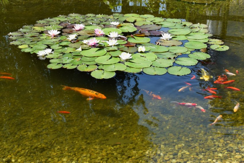 Aquatic Plants for Koi Ponds: A Comprehensive Guide to Species, Care, and Benefits.