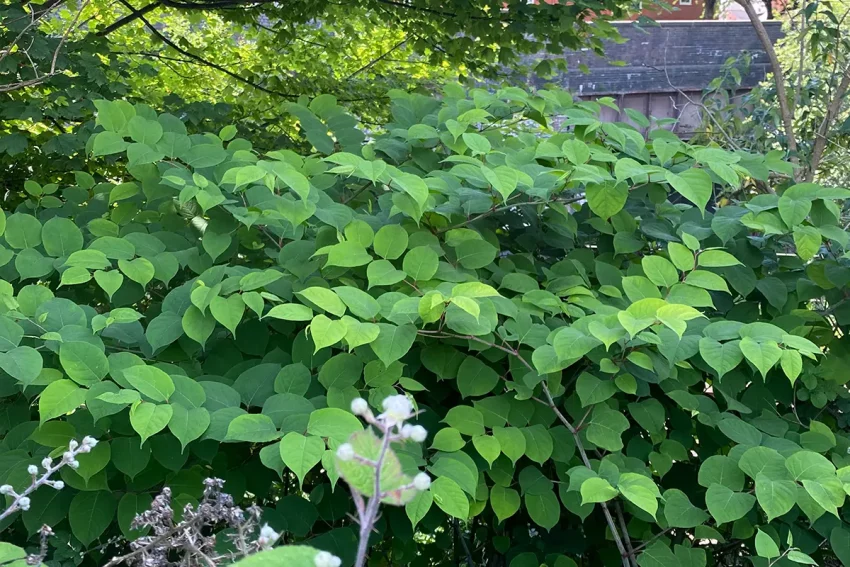 How to Identify Knotweed