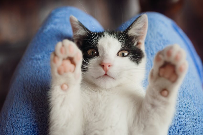 Understanding Cat Allergies: A Deep Dive into GetTested's Pet Allergy Test