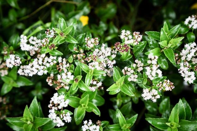 Troubling With Japanese Knotweed