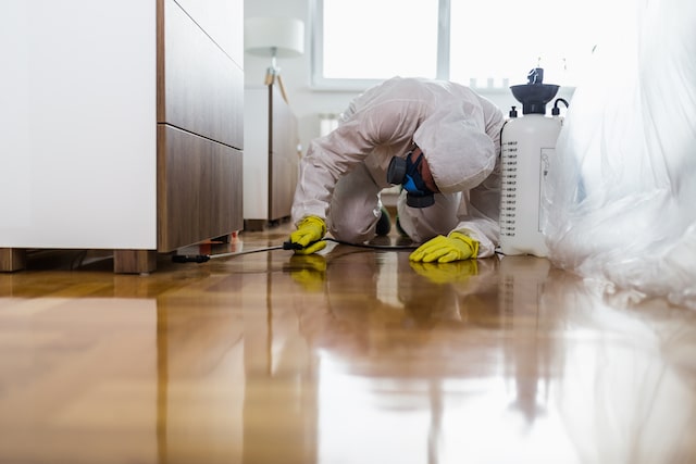 How Regular Property Inspections Help Prevent Pest Problems